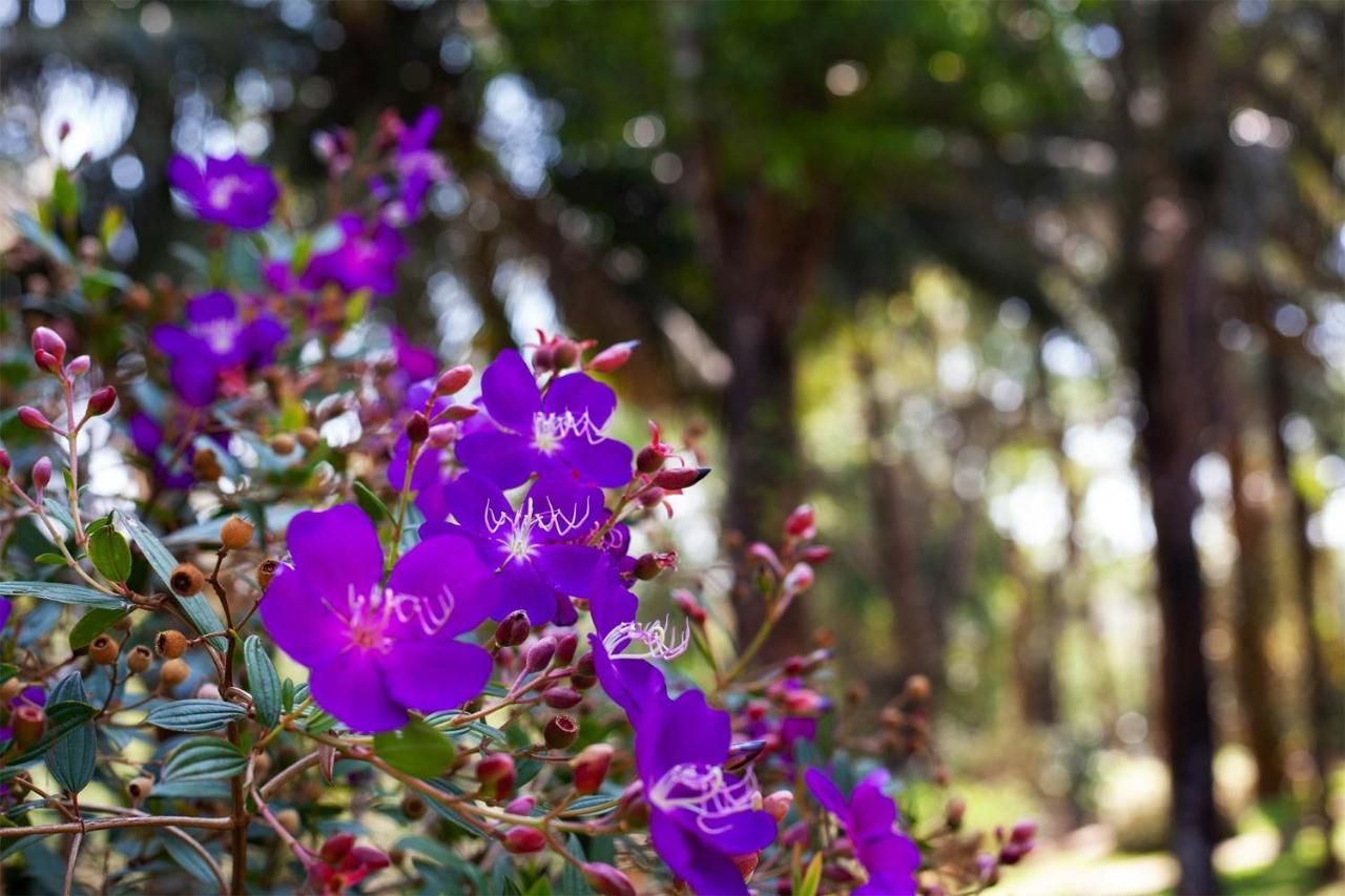 Stayvista At Crystal Homestay Coorg With Breakfast Midst Coffee Estate Madikeri Exterior photo